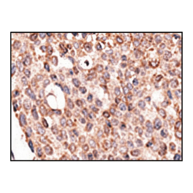 Merck Anti-Cry2 (C-term) antibody produced in rabbit