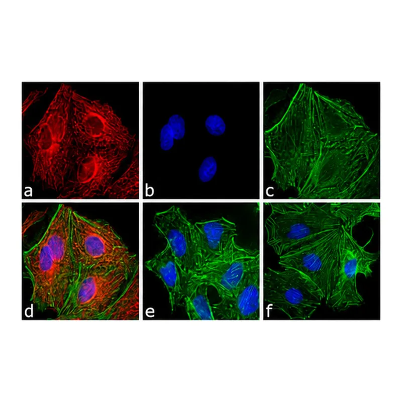 Thermo Fisher Scientific Donkey anti-Rat IgG (H+L) Highly Cross-Adsorbed Secondary Antibody, Alexa Fluor 594