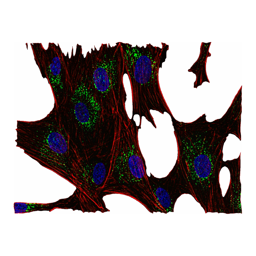 Merck Monoclonal Anti-CD63 antibody produced in mouse