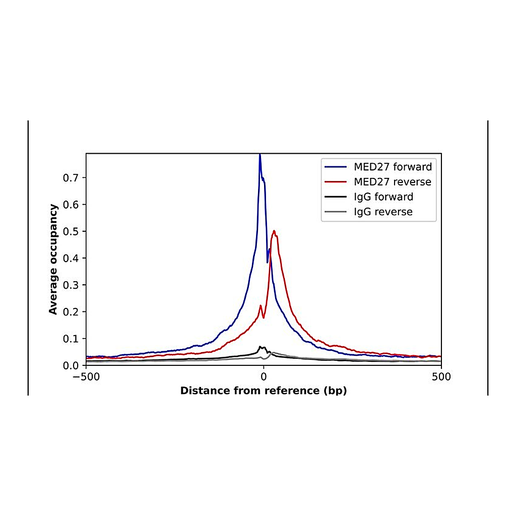 Merck Anti-MED27 antibody produced in rabbit