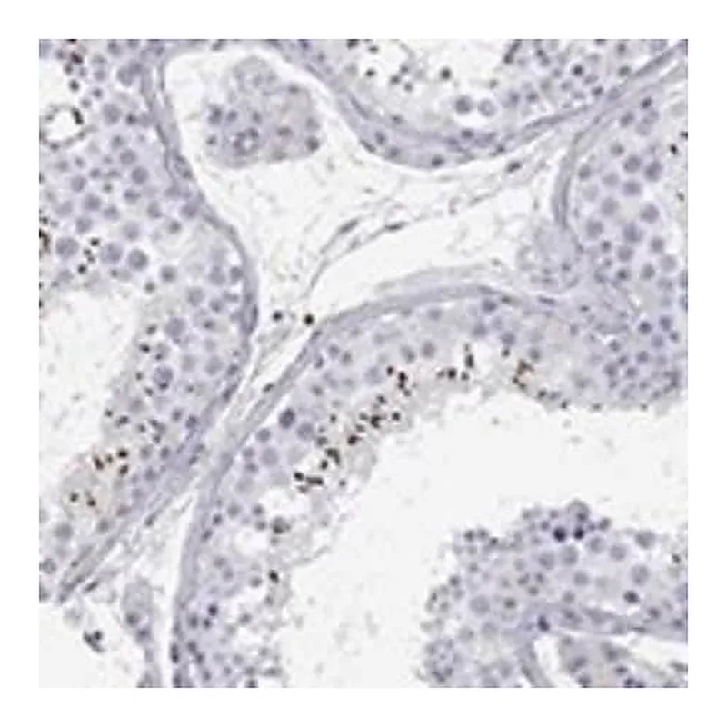 Merck Anti-C10ORF90 antibody produced in rabbit