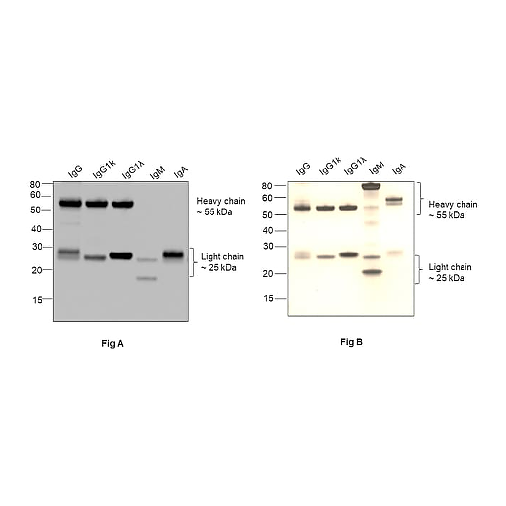 Thermo Fisher Scientific Goat anti-Human IgG (H+L) Superclonal Secondary Antibody, HRP