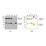 Thermo Fisher Scientific Goat anti-Human IgG (H+L) Superclonal Secondary Antibody, HRP
