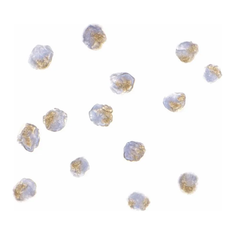 Merck Anti-ATF6 (ab2) antibody produced in rabbit