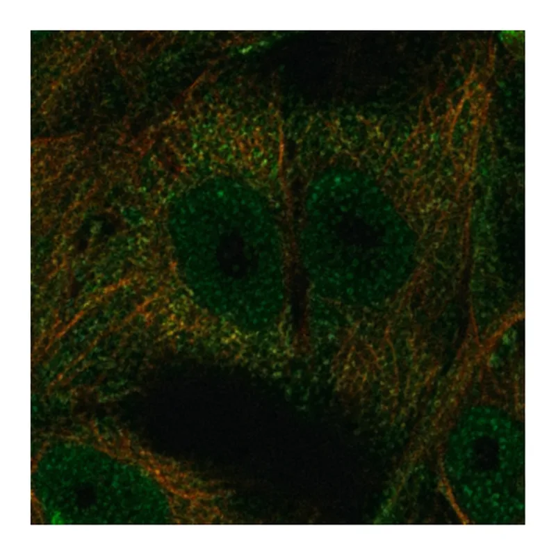 Merck Anti-OSCAR antibody produced in rabbit