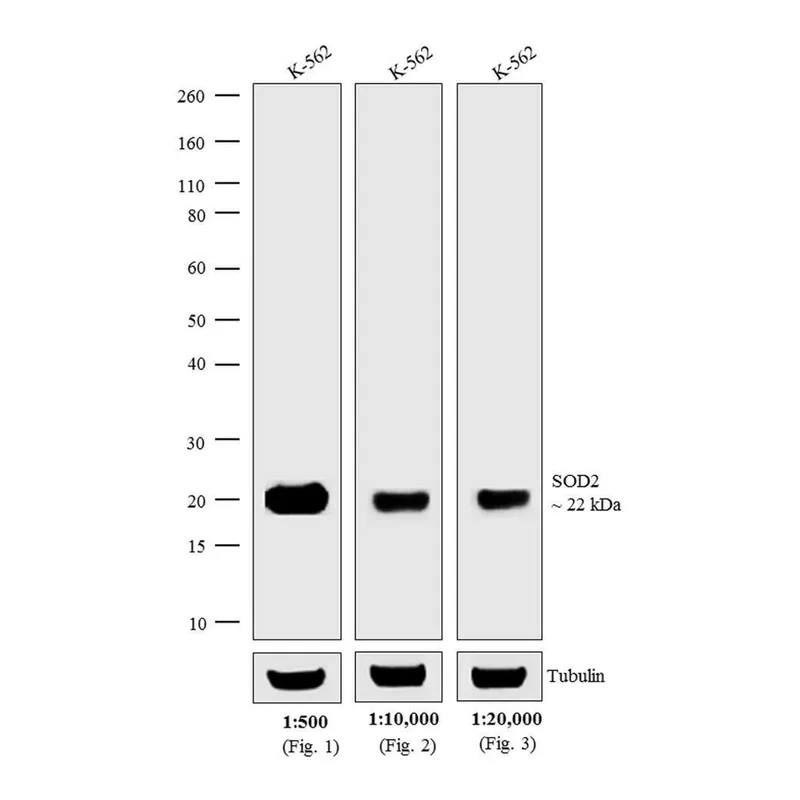Thermo Fisher Scientific Goat anti-Mouse IgG (H+L) Secondary Antibody, AP