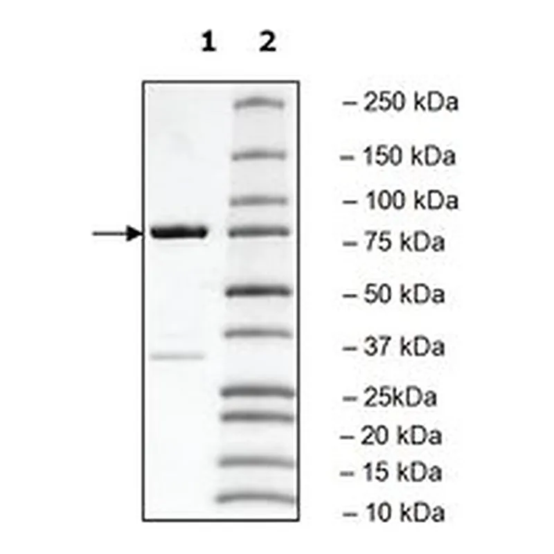 Merck PLK3 POLO BOX DOMAIN HUMAN