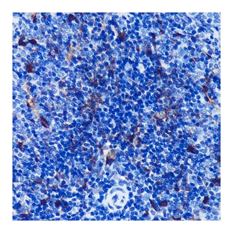 Merck Anti-S100B antibody produced in rabbit