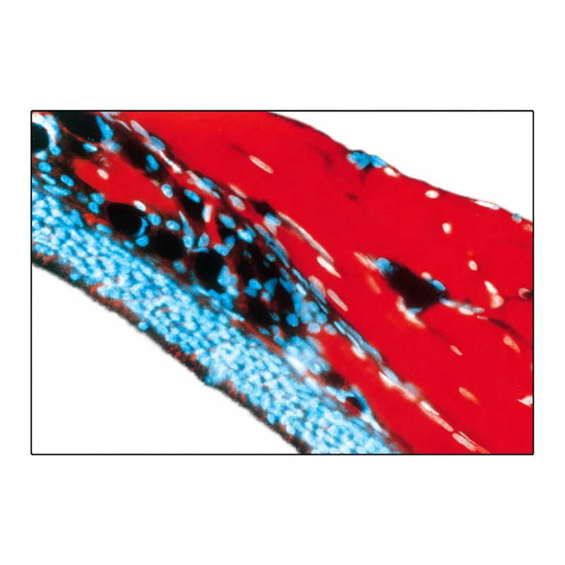 Merck Monoclonal Anti-MAP1b antibody produced in mouse