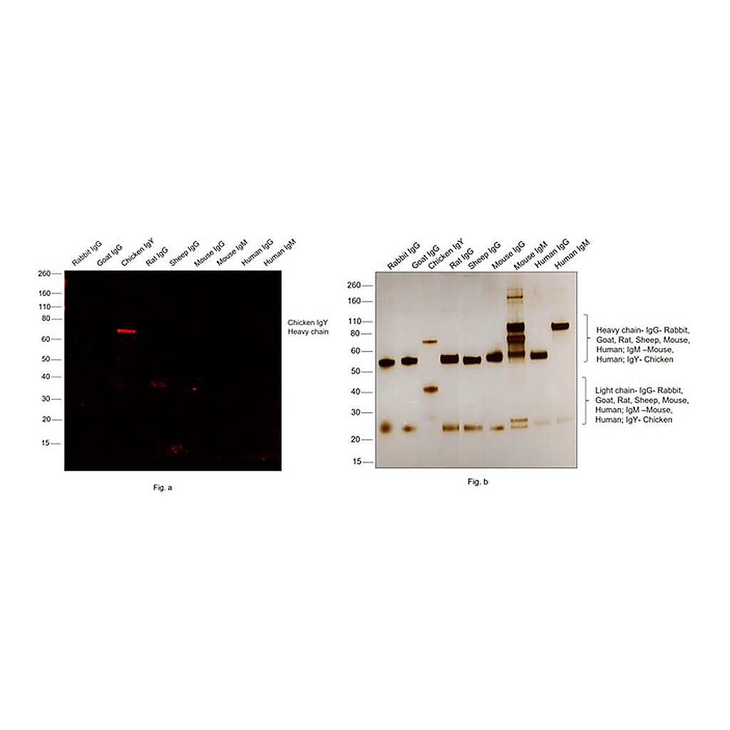 Thermo Fisher Scientific Goat anti-Chicken IgY (H+L) Secondary Antibody, Alexa Fluor 647