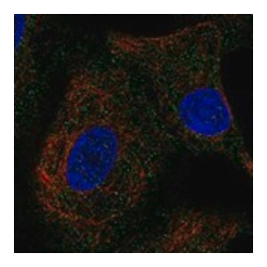 Merck Anti-INSL4 antibody produced in rabbit