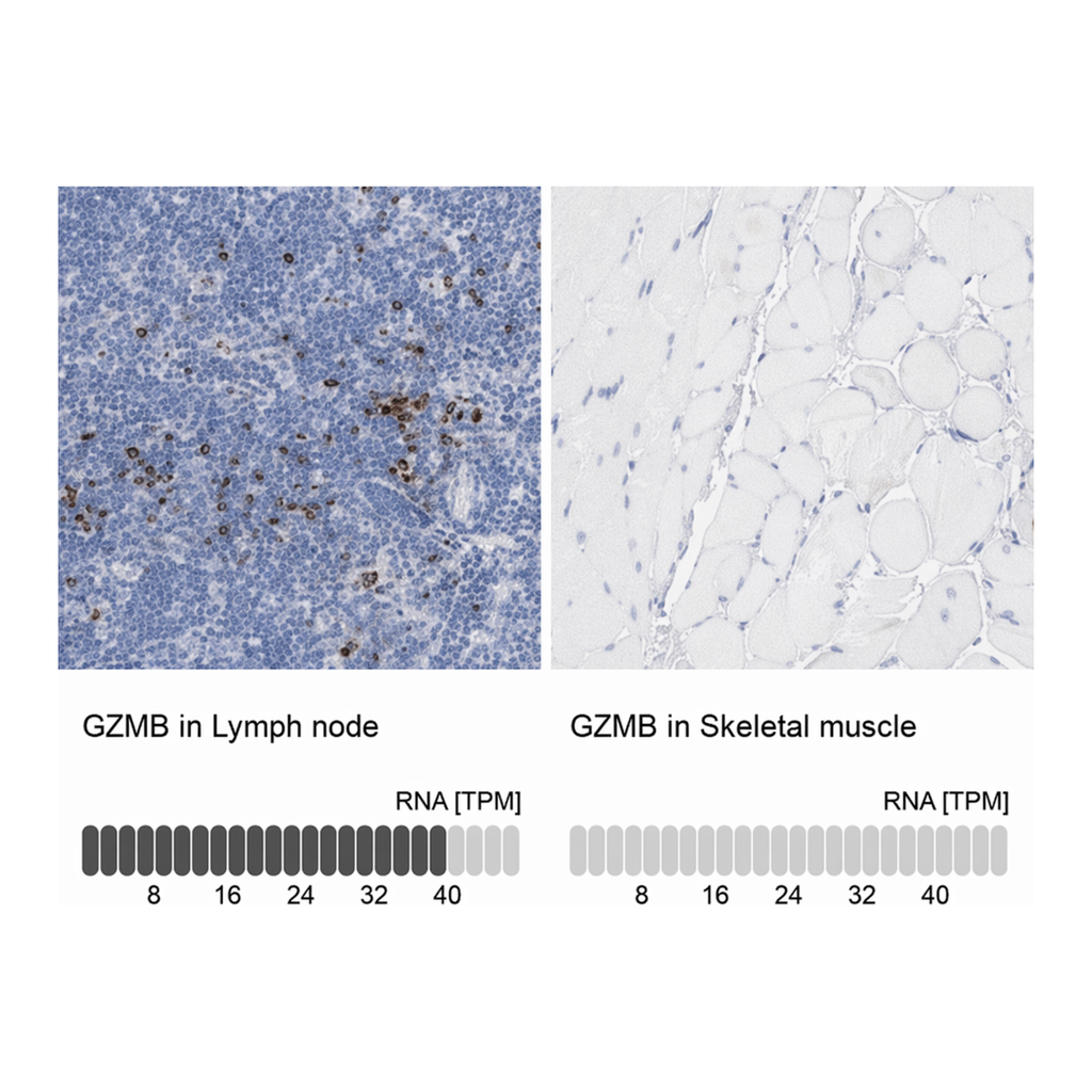 Merck Anti-GZMB antibody produced in rabbit