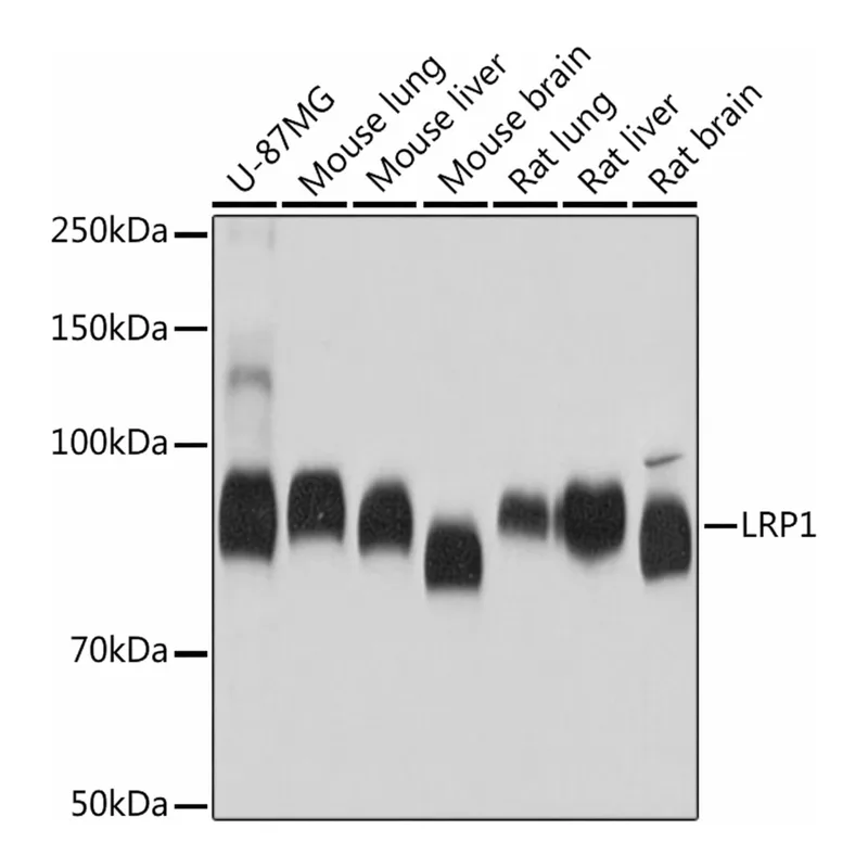 Merck Anti-LRP1 antibody produced in rabbit
