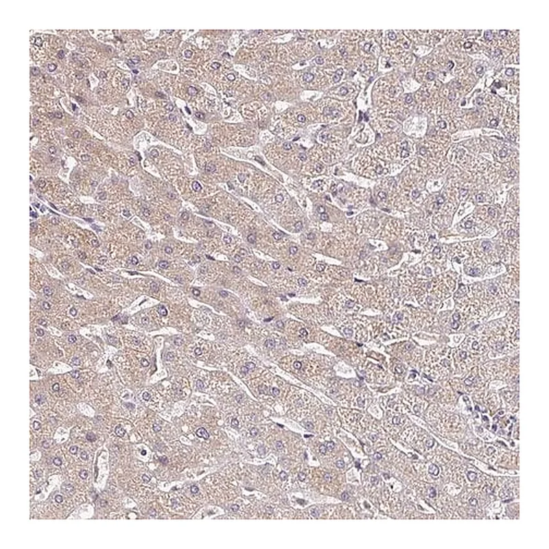 Merck Anti-TTR antibody produced in rabbit