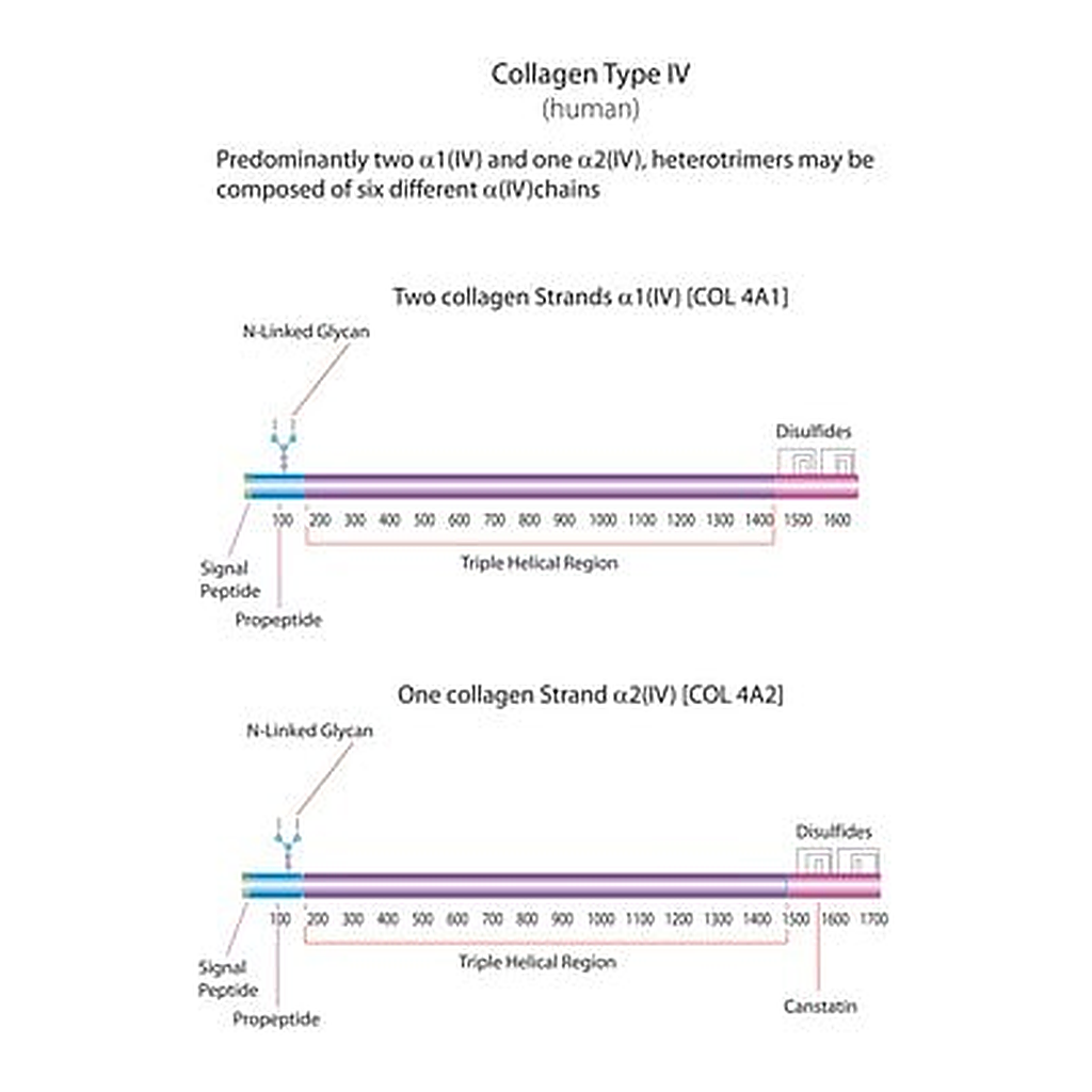 Merck COLLAGEN FROM HUMAN PLACENTA BORNSTEIN&