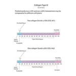 Merck COLLAGEN FROM HUMAN PLACENTA BORNSTEIN&