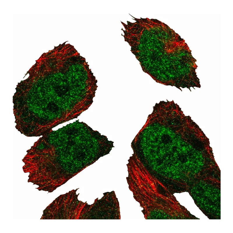 Merck Anti-PM20D2 antibody produced in rabbit