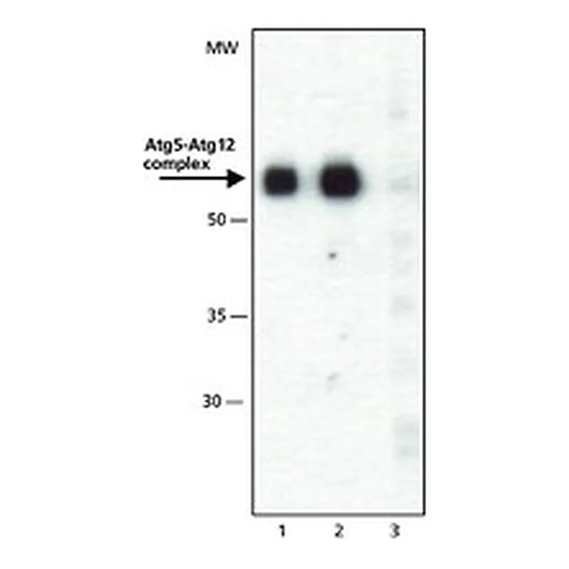 Merck ANTI-ATG5 (C-TERMINAL) ANTIBODY PRODUCED