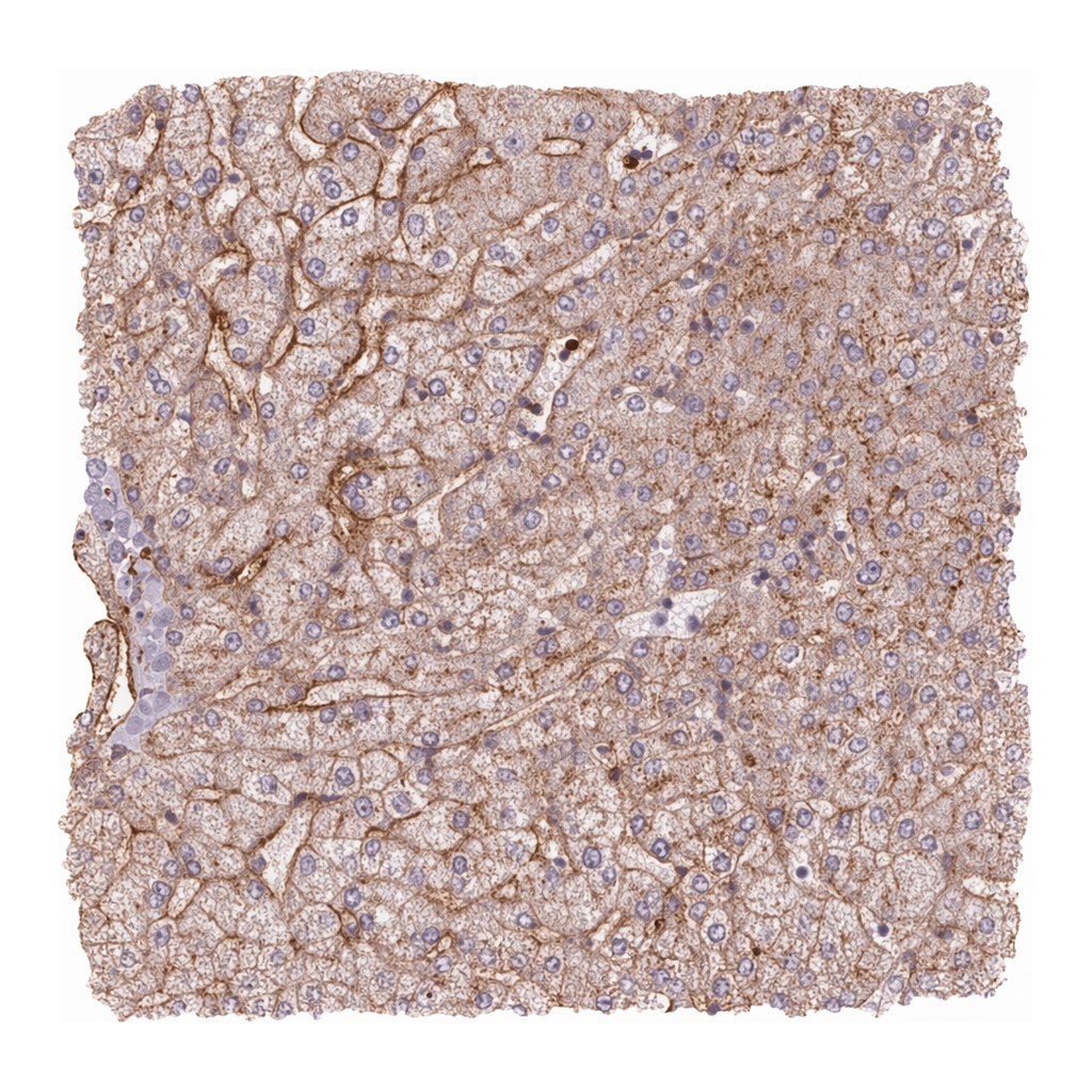 Merck Anti-APOC1 antibody produced in rabbit