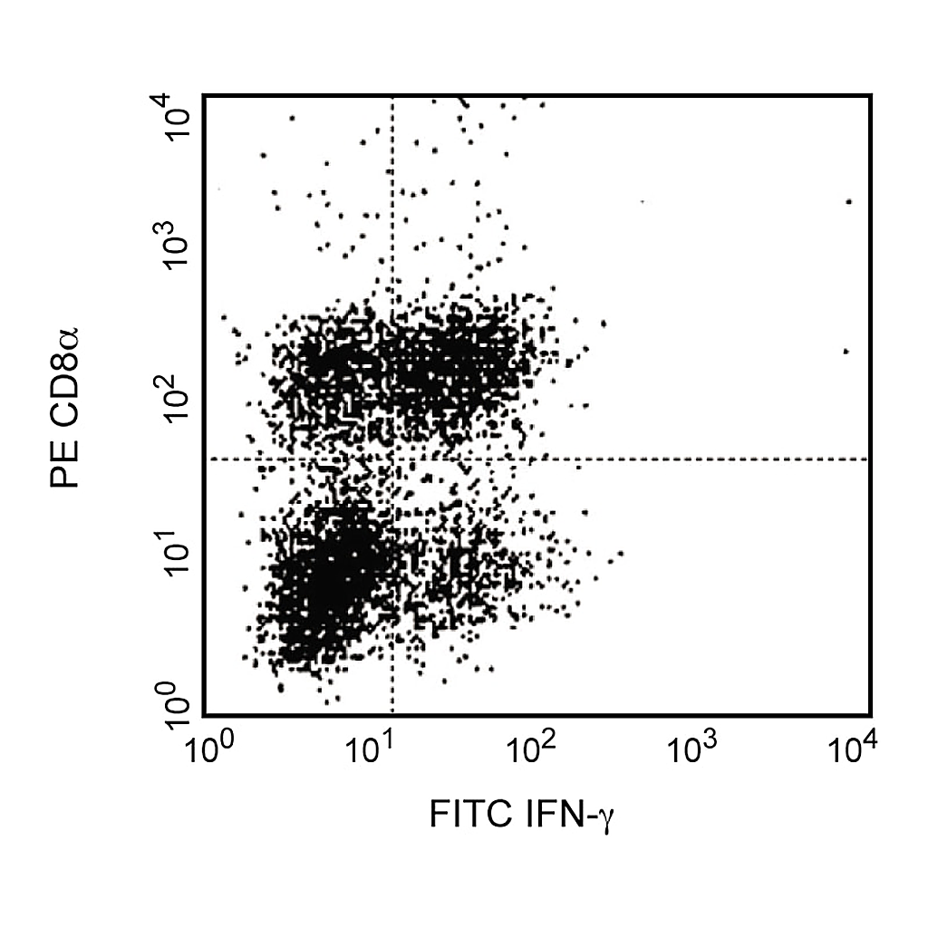 BD FITC Rat Anti-Mouse IFN-γ