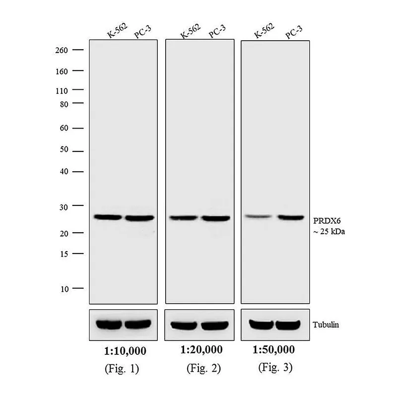 Thermo Fisher Scientific Donkey anti-Rabbit IgG (H+L) Highly Cross-Adsorbed Secondary Antibody, Biotin