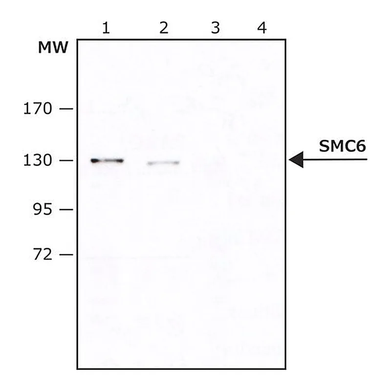 Merck Anti-SMC6 antibody produced in rabbit