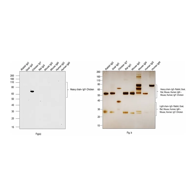 Thermo Fisher Scientific Bovine anti-Chicken IgY (H+L) Secondary Antibody, Biotin