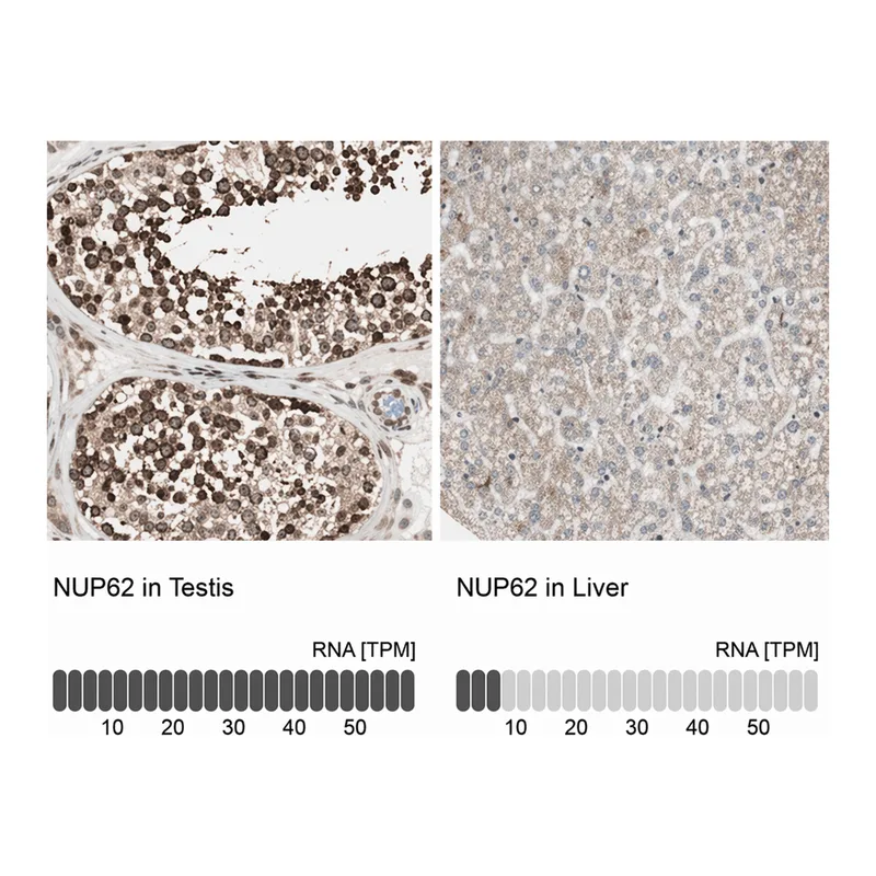 Merck Anti-NUP62 antibody produced in rabbit