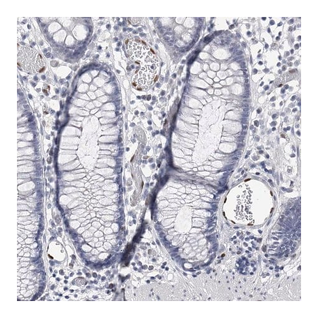 Merck Anti-IL33 antibody produced in rabbit