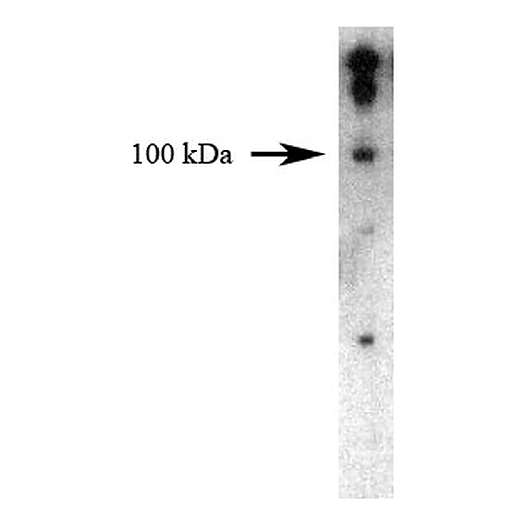 BD Purified Mouse Anti-Dynamin II