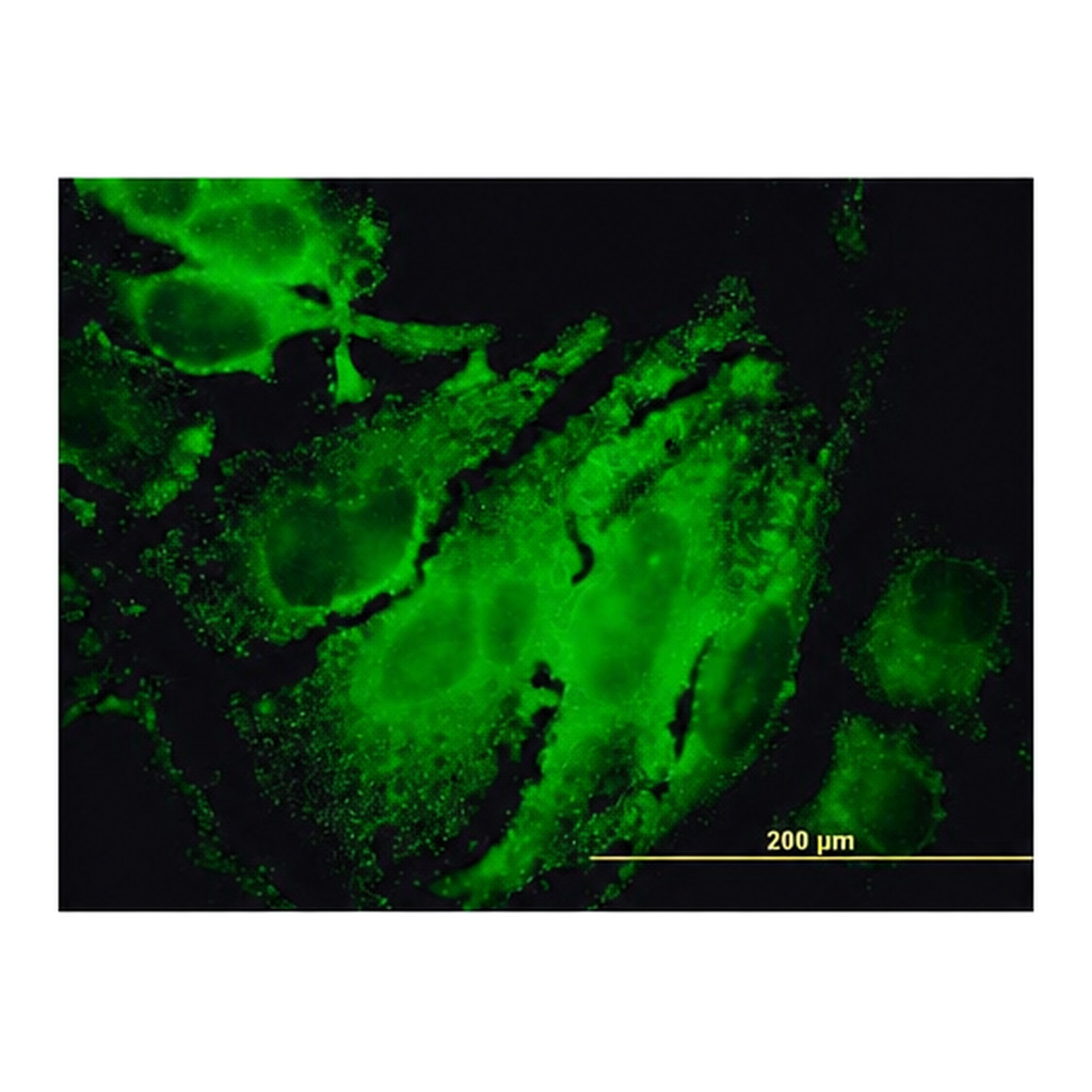Merck ANTI-RPS6KB1 antibody produced in mouse