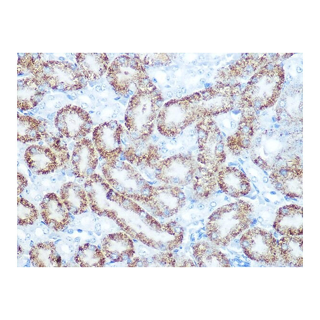 Merck Anti-Catalase antibody produced in rabbit