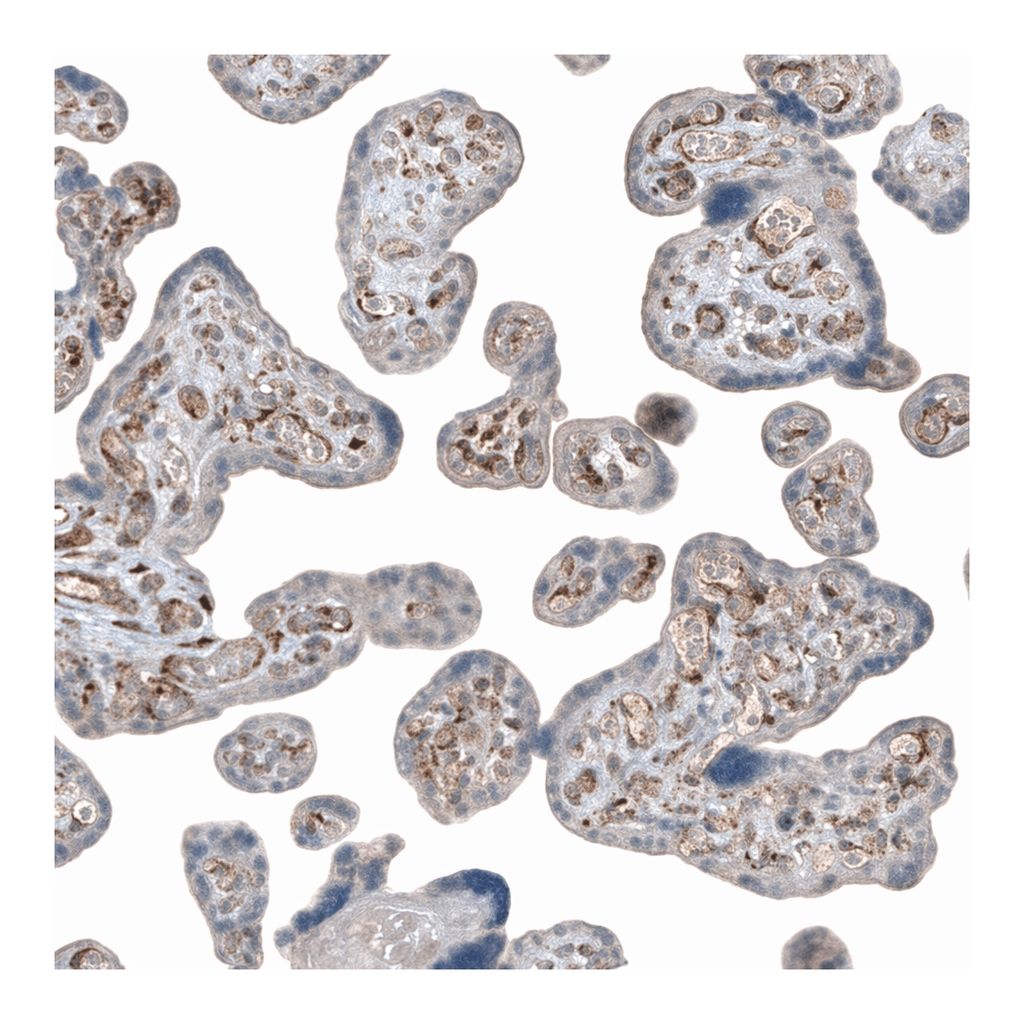 Merck Anti-COL1A1 antibody produced in rabbit