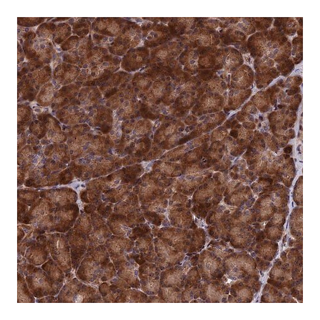 Merck Anti-SH3D21 antibody produced in rabbit