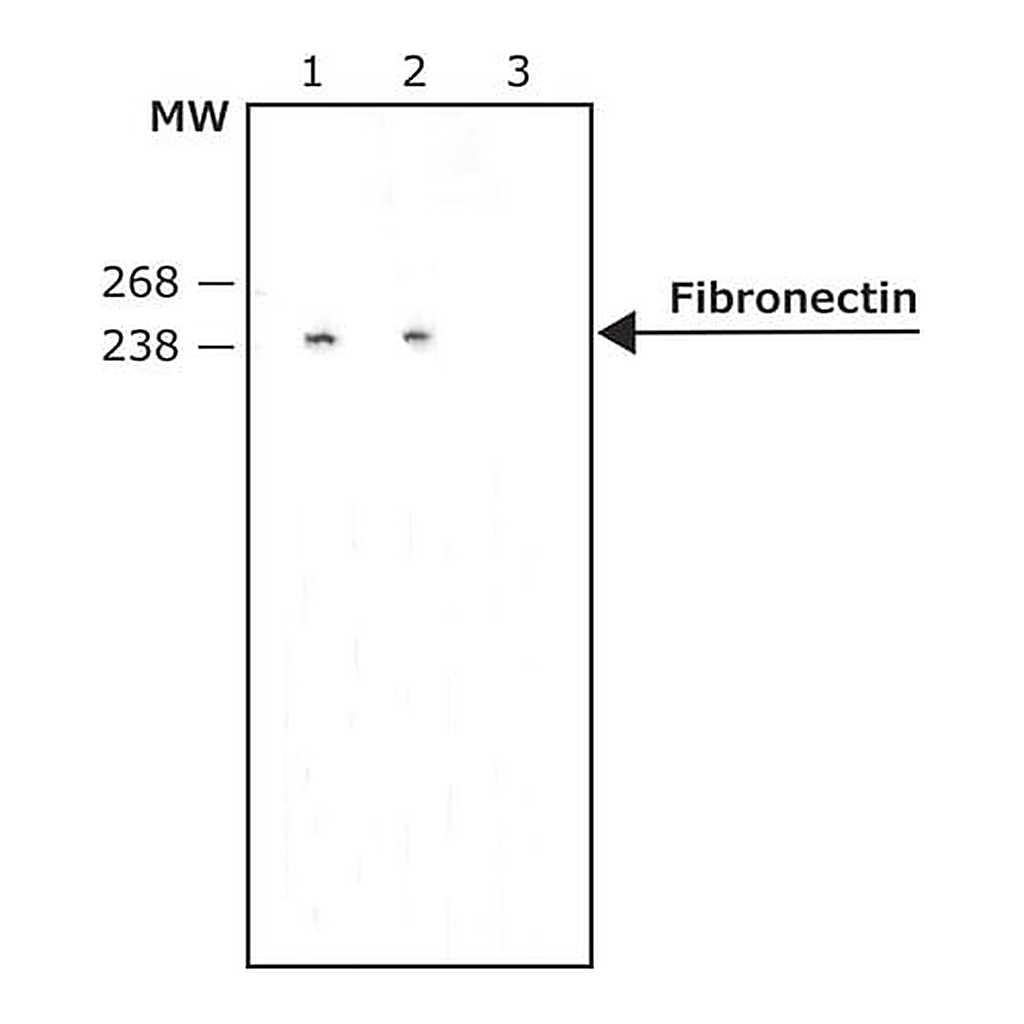 Merck Monoclonal Anti-Fibronectin antibody produced in mouse