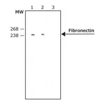 Merck Monoclonal Anti-Fibronectin antibody produced in mouse