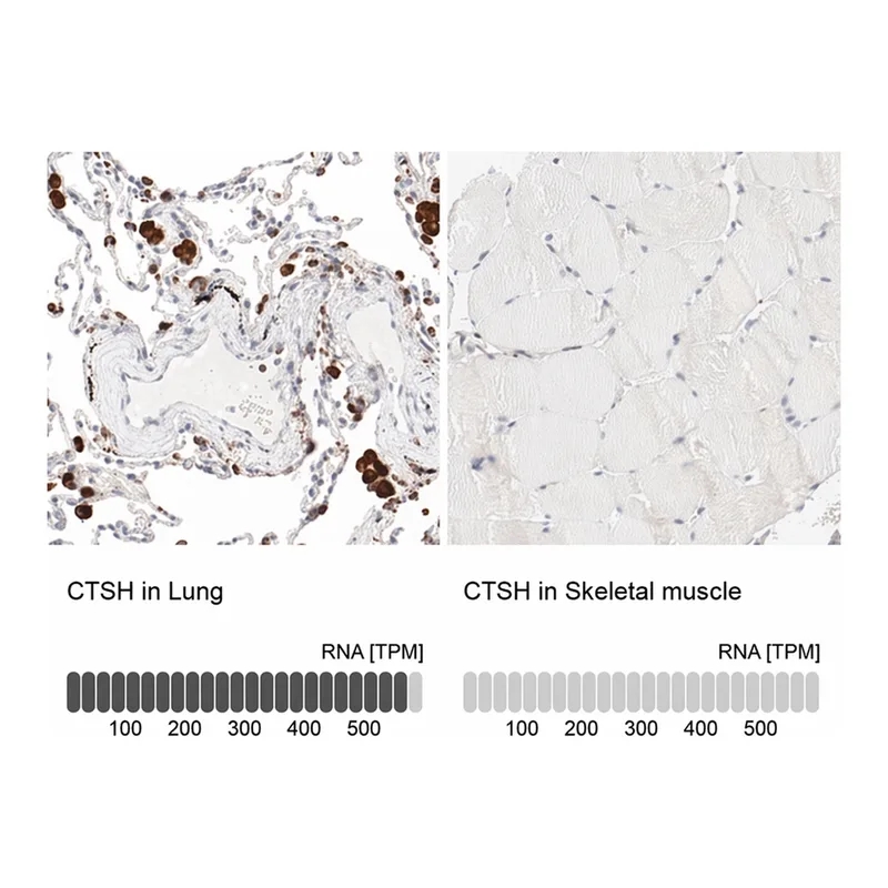 Merck Anti-CTSH antibody produced in rabbit