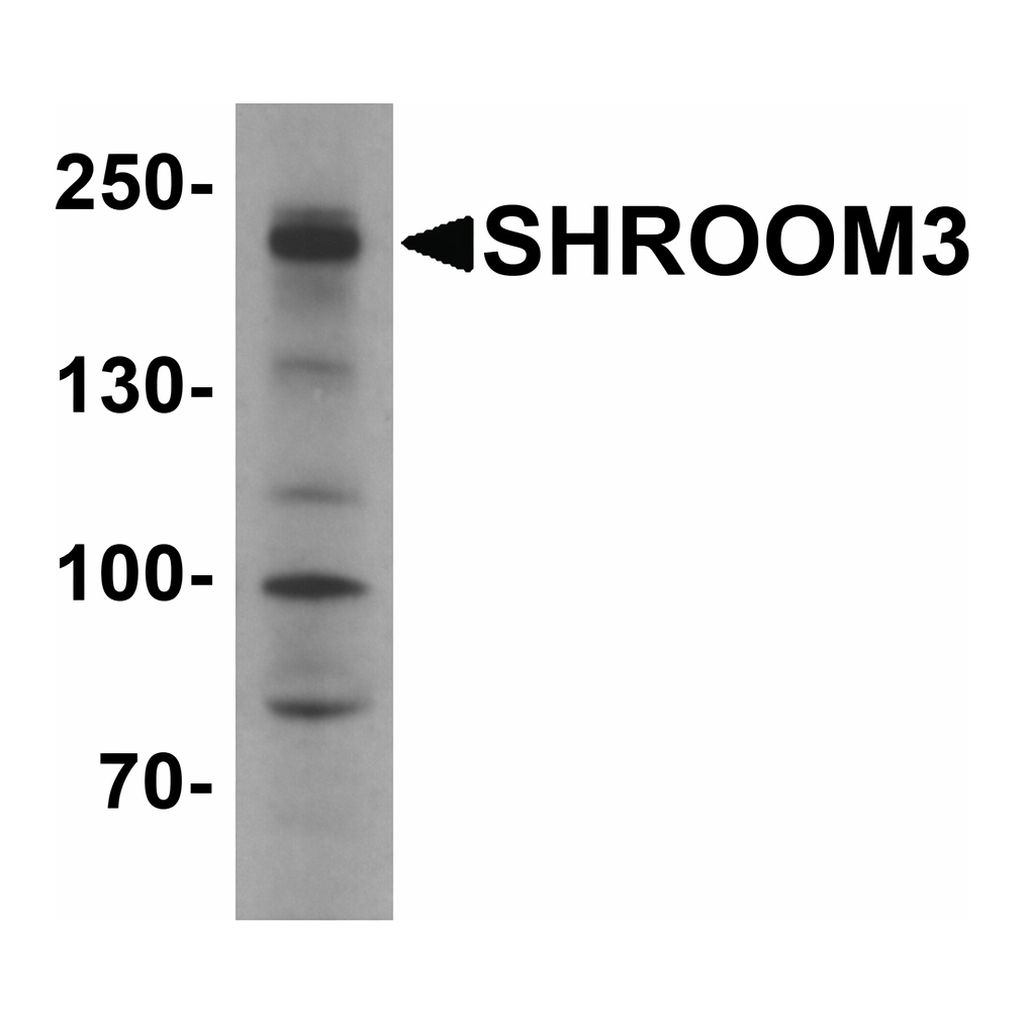 Merck Anti-SHROOM3 antibody produced in rabbit