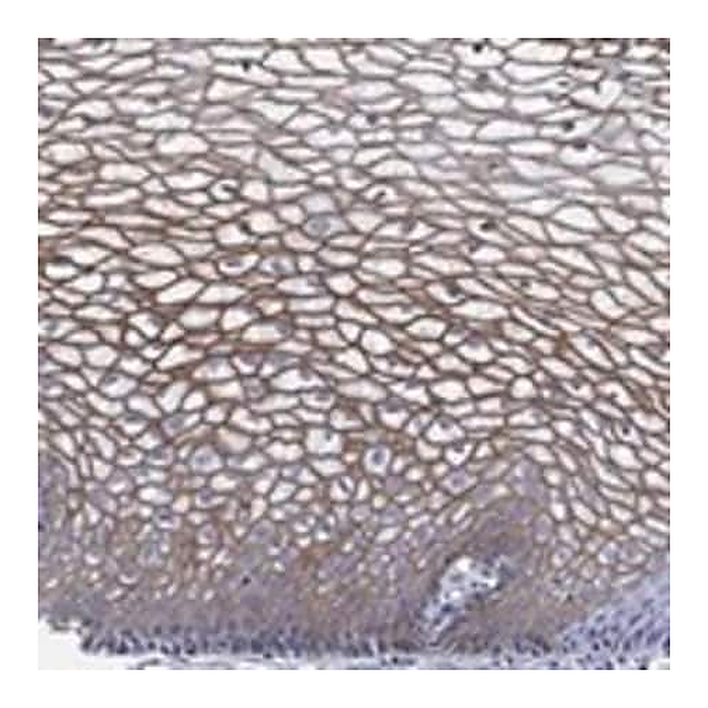 Merck Anti-TMPRSS11D antibody produced in rabbit