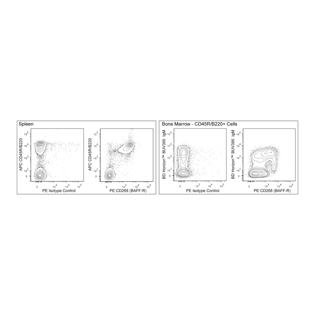 BD PE Rat Anti-Mouse CD268 (BAFF-R)