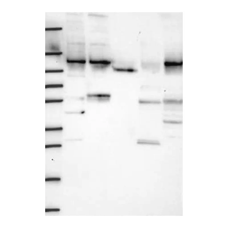 Merck Anti-WDR3 antibody produced in rabbit