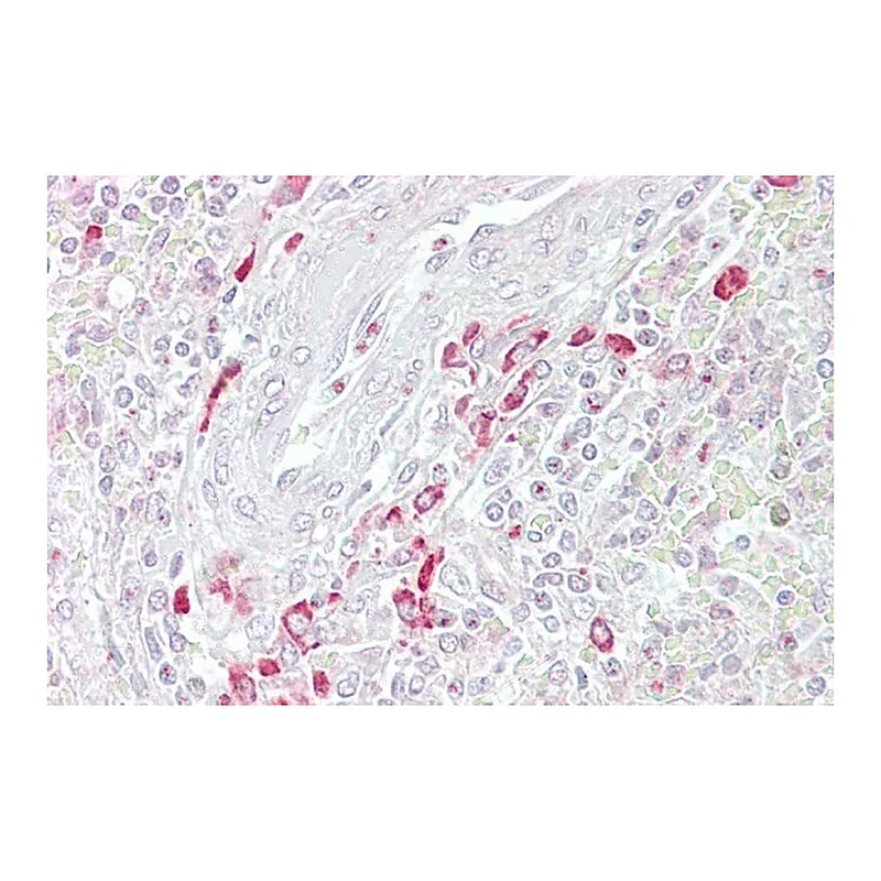 Merck Anti-FRZB antibody produced in rabbit