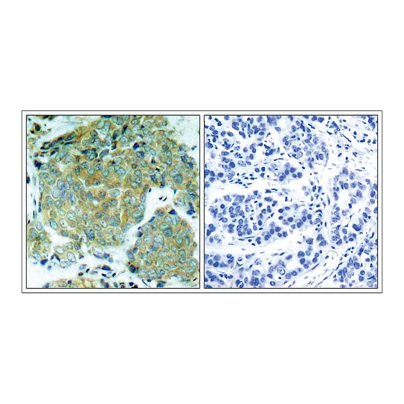 Merck Anti-phospho-EIF2S1 (pSer51) antibody produced in rabbit