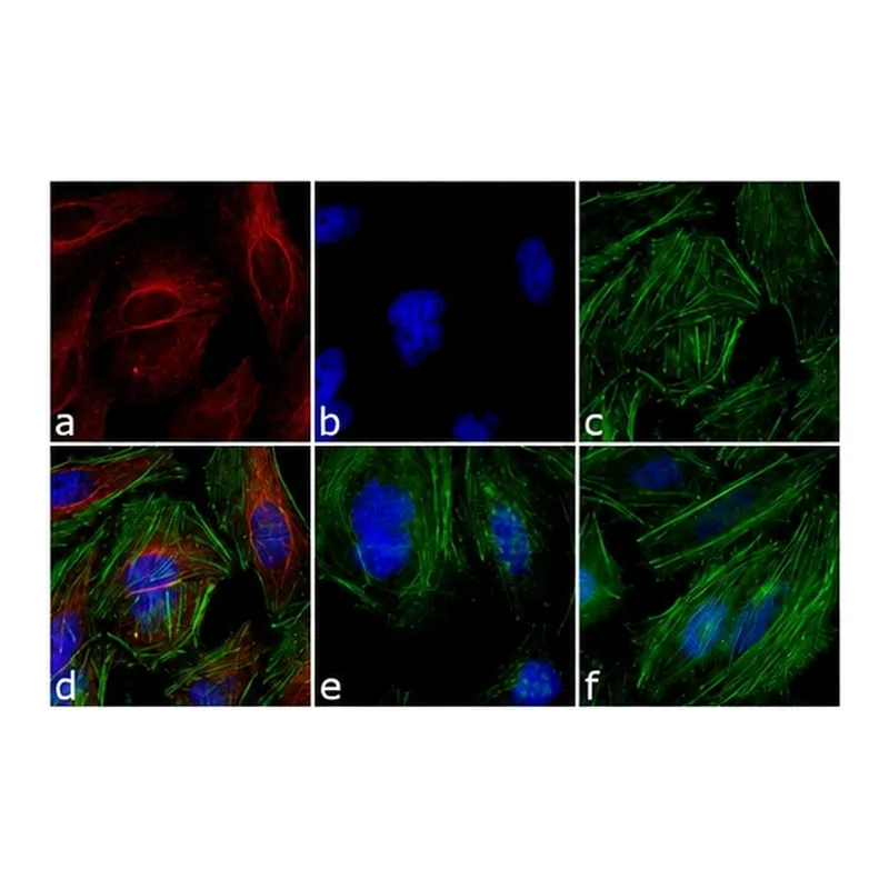 Thermo Fisher Scientific Goat anti-Mouse IgG (H+L) Highly Cross-Adsorbed Secondary Antibody, Alexa Fluor 546