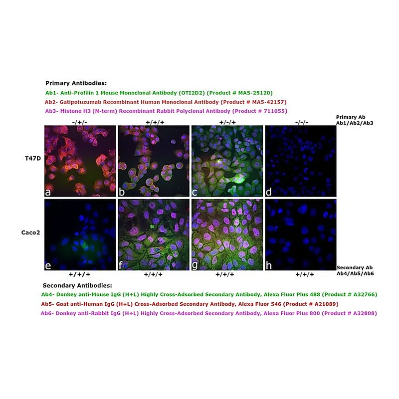 Thermo Fisher Scientific Goat anti-Human IgG (H+L) Cross-Adsorbed Secondary Antibody, Alexa Fluor 546