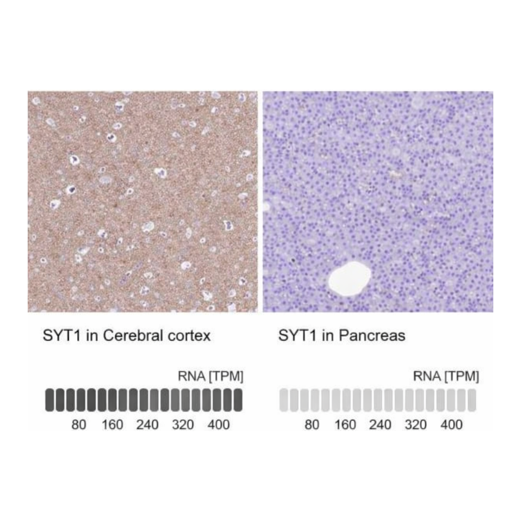 Merck Anti-SYT1 antibody produced in rabbit