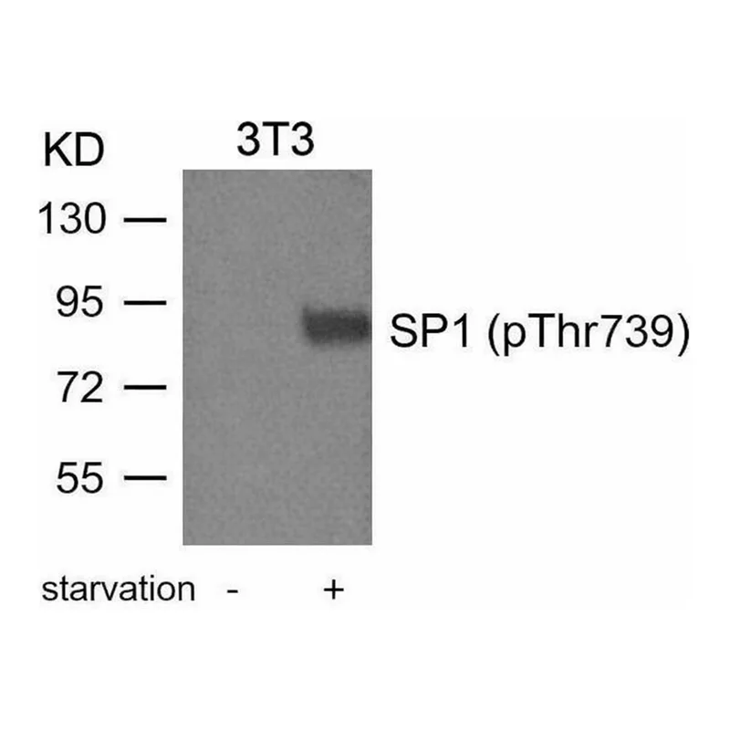 Merck Anti-phospho-SP1 (pThr739) antibody produced in rabbit
