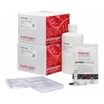 Thermo Fisher Scientific Bolt Bis-Tris Plus Resupply Pack, 4 to 12%, WedgeWell format, 1 Kit