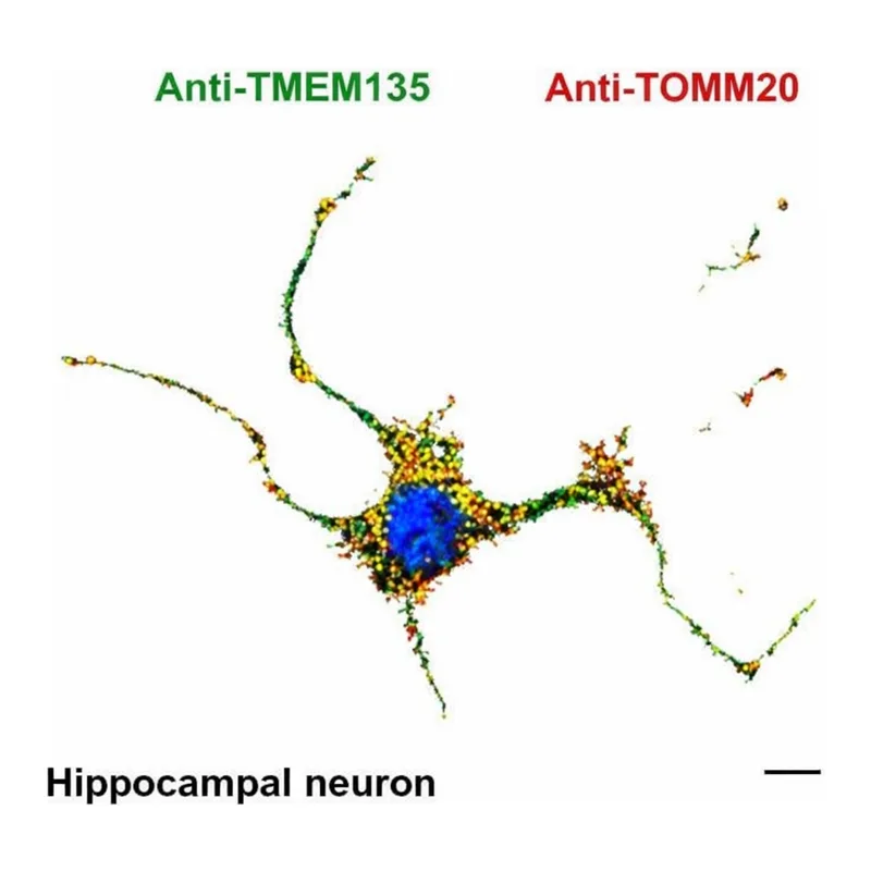 Merck MONOCLONAL ANTI-TOMM20