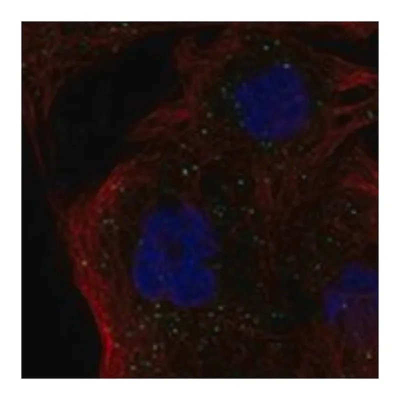 Merck Anti-HLA-DMB antibody produced in rabbit